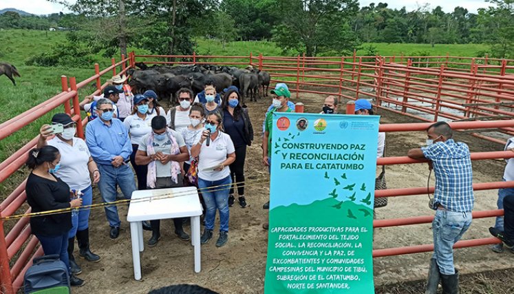 Proyectos productivos en los procesos de reincorporación.