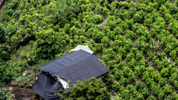 La ley plantea que sea el Estado el que compre a los campesinos la producción de esta planta para que la misma pueda ser distribuida de forma controlada a las personas que deseen consumirla. / Foto: Colprensa