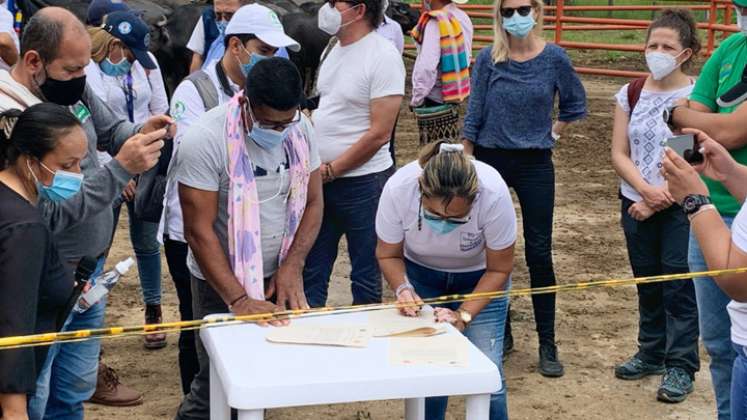 Ascamcat le transfirió a los excombatientes 73 búfalos. / Foto: Cortesía