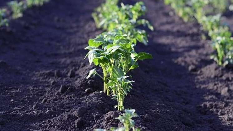 Las huertas comunitarias generan alimentos saludables. / Foto: Cortesía