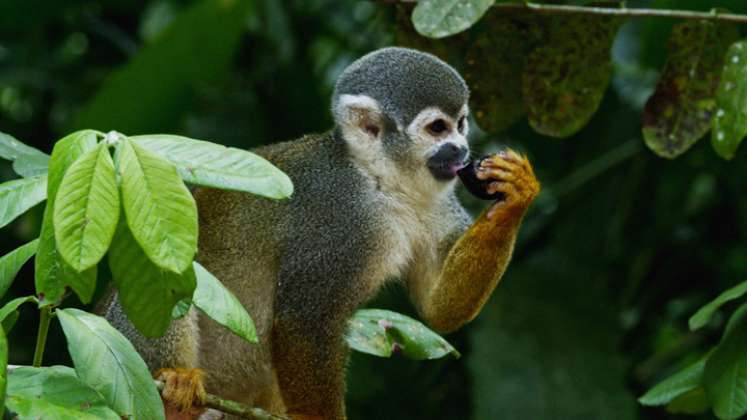 Esta serie de tres partes, se adentra en los fascinantes mundos ocultos de los mamíferos que evolucionaron para gobernar estos hermosos paisajes. / Foto: Cortesía