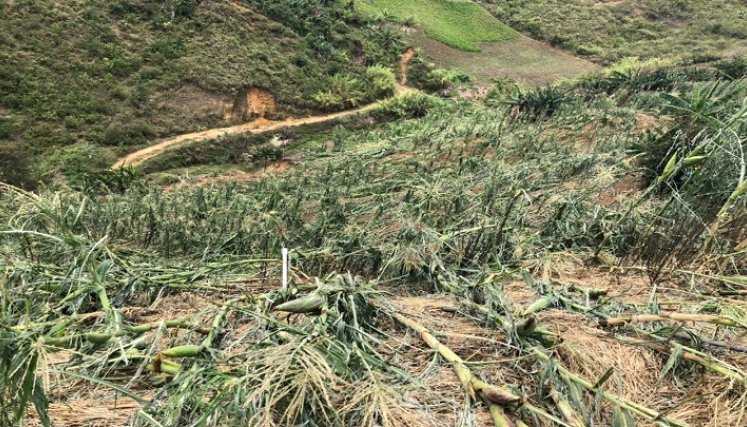 El invierno afecta los prados de fríjol, cebolla, tomate, arveja, maíz, apio, habichuela, cilantro, entre otros. / Foto: Cortesía/ La Opinión.