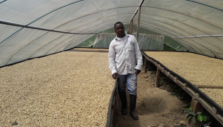 En una emocionante sesión en línea, el café de Domingo Torres, productor de Ragonvalia, Norte de Santander, alcanzó un precio máximo de 41 USD/lb.  / Foto: Cortesía.