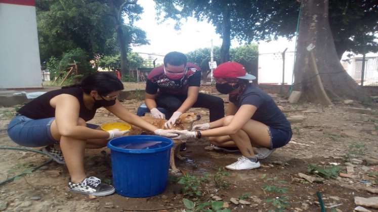 Este voluntariado busca que las personas tomen conciencia ante la responsabilidad de los animales que conviven en los entornos cercanos./Foto: Cortesía.