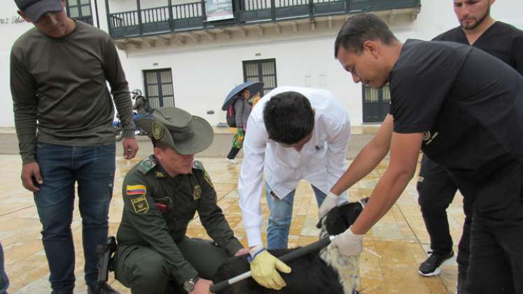 Se busca prevenir el maltrato y cuidar a los animales del municipio. / Foto: Archivo