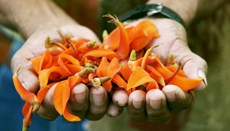 La Barbatusca, flor emblemática de los ocañeros