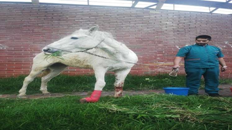 También expresó que en el municipio no hay un albergue para resguardar y mantenerlos protegidos de los maltratos en la calle. /FOTO: Cortesía