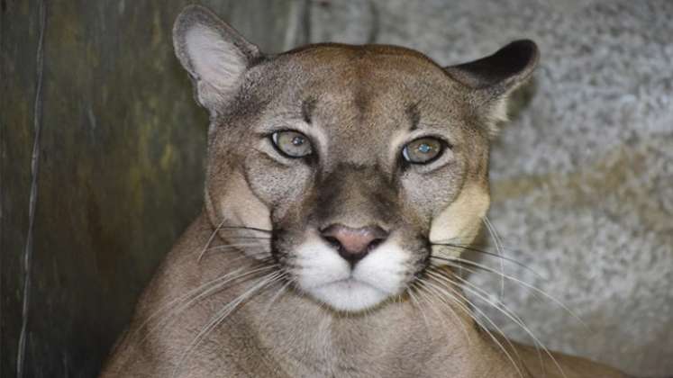 Algunas de las principales presas de estos animales en los bosques de Norte de Santander son los venados locho y coliblanco (Familia cervidae), el picure o ñeque (Dasyprocta sp), el oso hormiguero (Tamandua sp), el perezoso de dos dedos (Choloepus hoffmanni) y de tres dedos (Bradypus variegatus), los faros o zarigüeyas (Didelphis marsupialis) y los pecarí o sainos (Pecari tajacu). / Foto: Cortesía Corponor