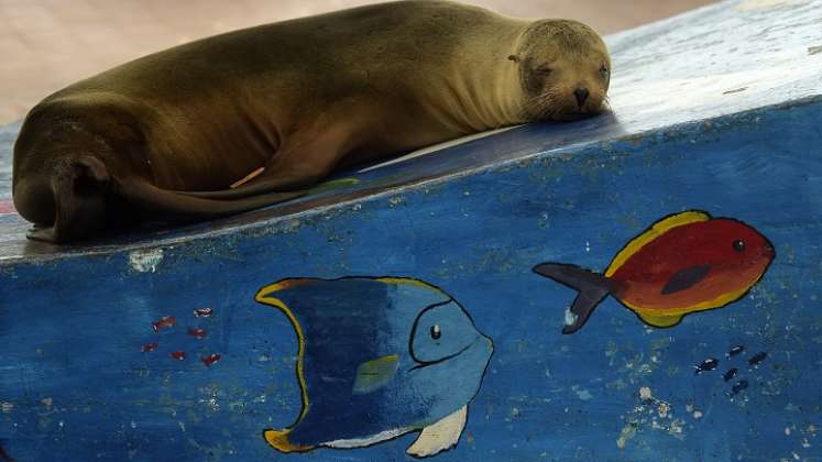 Los animales conviven con los isleños. / Foto: AFP 