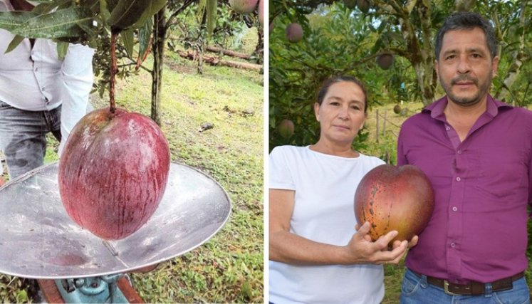 La pareja de campesinos colombianos Germán Orlando Novoa Barrera y Reina María Marroquín fue la encargada de cultivarlo en su finca San Martín, en Guayatá (Boyacá) / Foto: Guinnessworldrecords.com