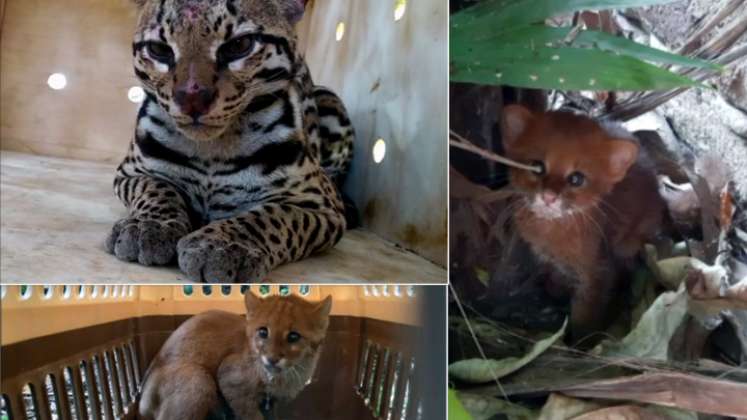 En Norte de Santander hay presencia no solo de pumas (puma concolor), sino también de ocelotes (Leopardus pardalis), margays (Leopardus wiedii), tigrillos lanudos (Leopardus tigrinus), gatos de monte o yaguarundíes (Herpailurus yagouaroundi) y el imponente jaguar (Panthera onca), que recorre las cordilleras en su tránsito a Venezuela. / Foto: Foto: Cortesía de Corponor