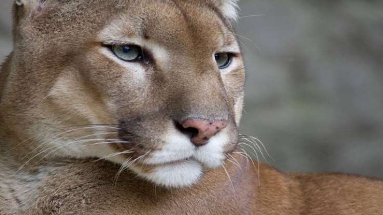 Las grandes afectaciones sobre los felinos viene por el lado de que los venados han disminuido significativamente su número./ FOTO: Cortesía 