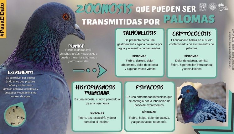 Fuente: UNAM Infografía de Palomas