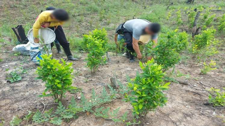 En la zona rural de Cúcuta hay cultivadas 700 hectárea con hoja de coca.