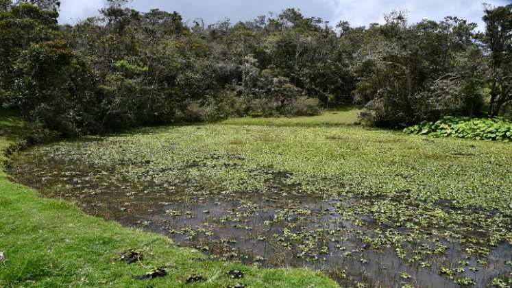 Aunque la planta tiene efectos negativos, también se ha constituido en un medio que atrae muchas aves silvestres, entre ellas las migratorias que llegan a descansar./ Cortesía/ La Opinión 