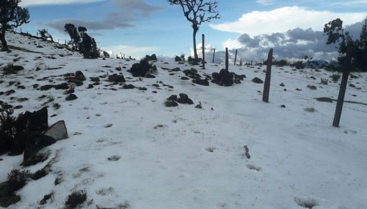 En la vereda El Llanito de Capitán Largo perdieron todos los cultivos. / Cortesía/ La Opinión 