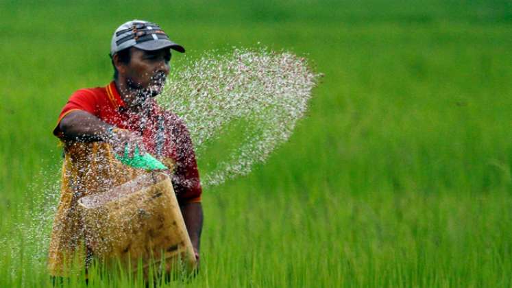 1.634 familias dependen del cultivo de arroz en Norte de Santander / Foto Cortesía.