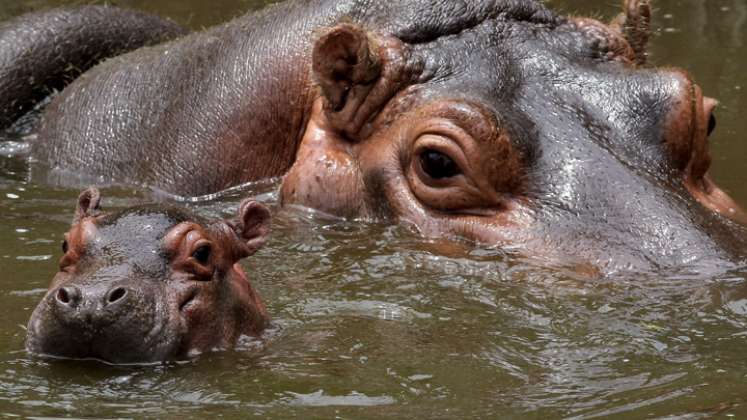 El bebé llegó al mundo con 30 kilos y en dos semanas ha aumentado un tercio de su peso. Por ahora solo se alimenta de leche materna. / Foto:AFP