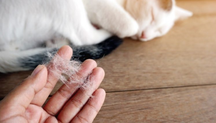 Cinco trucos para eliminar el pelo de gato de tu ropa