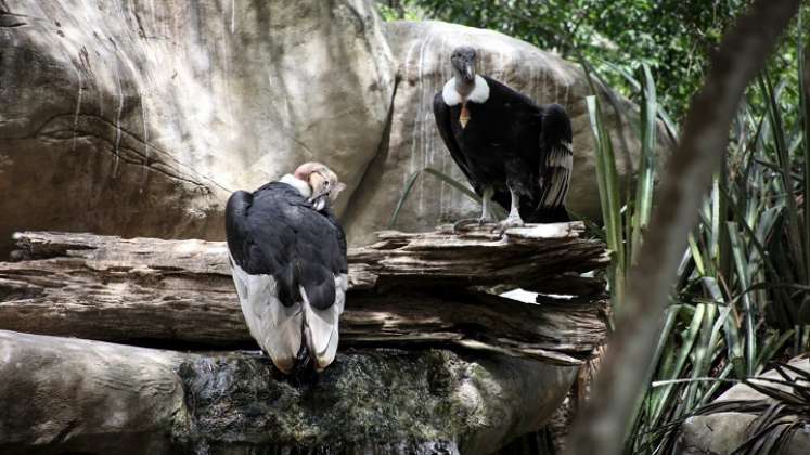 Los cóndores cumplen un papel fundamental en el equilibrio de los ecosistemas. Por ejemplo, reducen el riesgo de enfermedades por descomposición a otros animales./ Cortesía/ La Opinión 