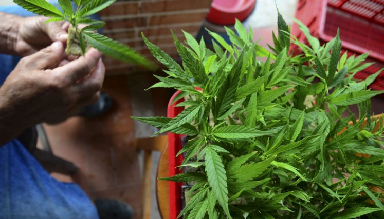 Cannabis medicinal generaría negocios por US$1.700 millones para Colombia