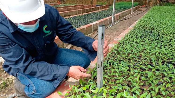 En diez viveros se producirán los árboles./Foto Cortesía