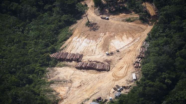 América Latina y el Caribe es la región con mayor riqueza forestal. /Archivo La Opinión