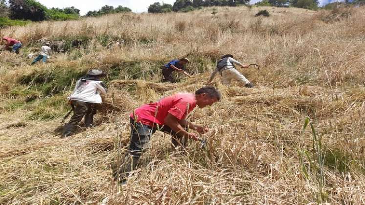 El proyecto lo adelantan en predios de varias familias residentes en la vereda Sucre./ Foto: Cortesía 