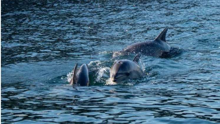 Los delfines son protegidos en muchos países.