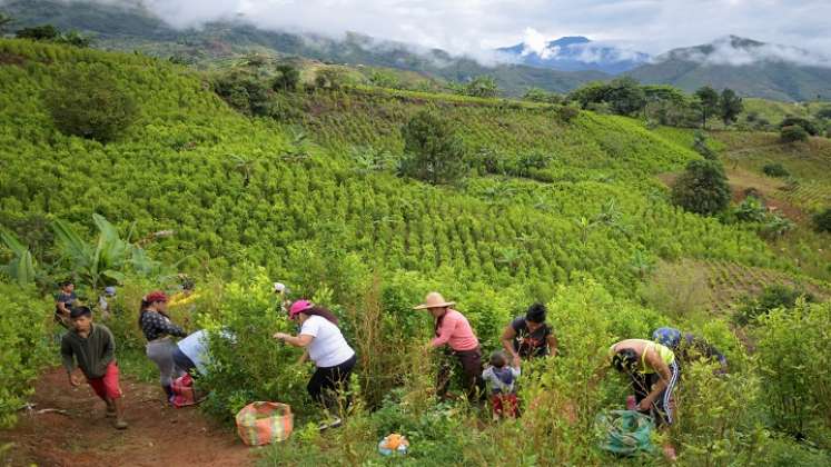 colonos y migrantes que trabajan en los prósperos enclaves cocaleros./ AFP