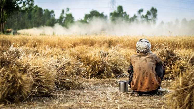 Los cultivos son afectados por el cambio climático.