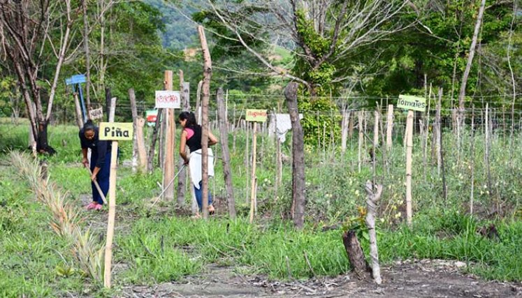 en la vereda El Suspiro está la labranza de estas mujeres./Foto cortesía GIZ