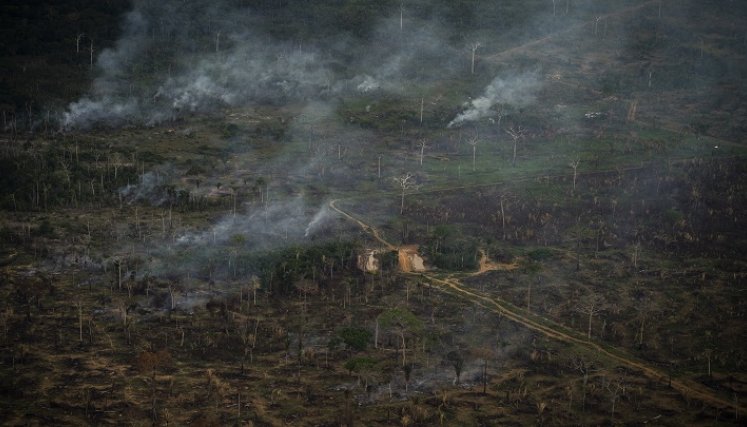 en las últimas cinco décadas el hombre también ha deforestado y quemado franjas enteras para destinarlas a la ganadería y la agricultura./AFP