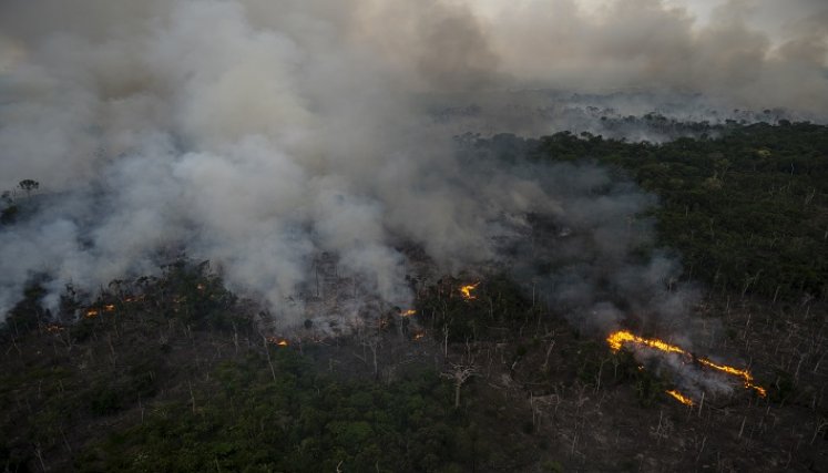 científicos afirman que es imposible predecir qué tan cerca está la selva de su punto de no retorno