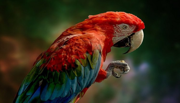 Vida silvestre