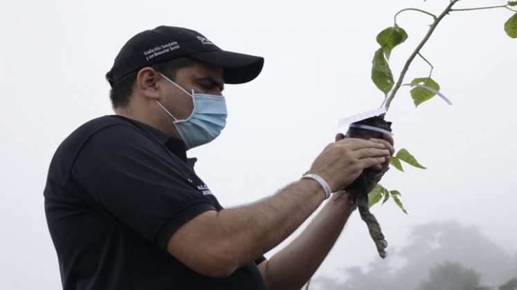 Un emblemático árbol representa a las mujeres en Ocaña.