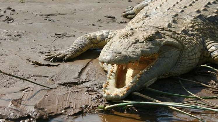 Hombre de 60 años se defendió de un cocodrilo con una navaja./Foto: AFP