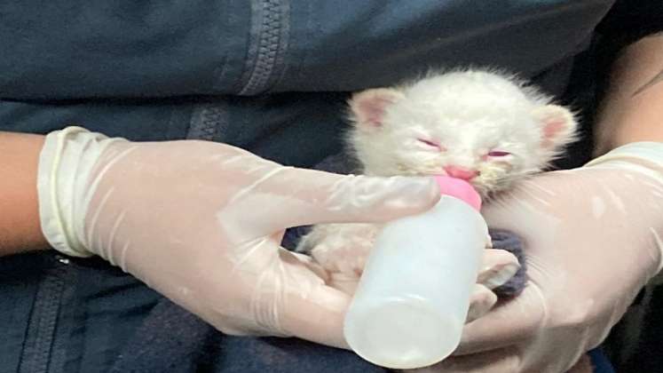 Felino albino