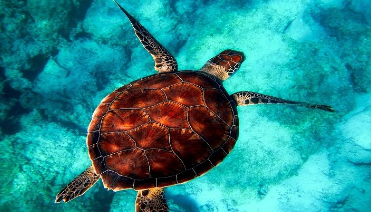 Tortuga