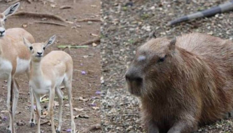 Mueren de estrés dos animales del Zoológico de Cali por detonaciones de pólvora