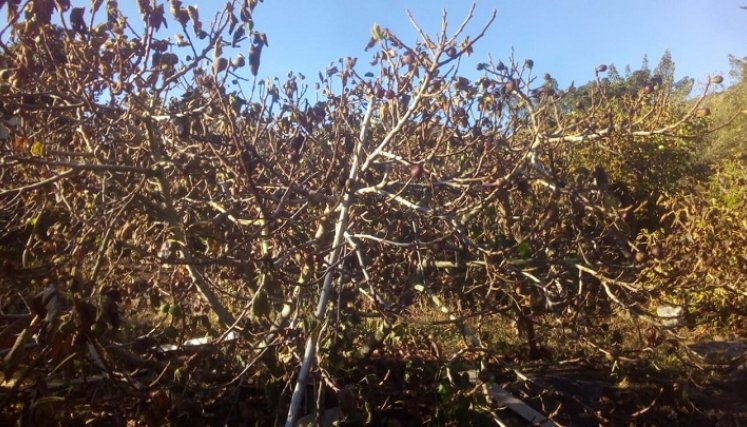 Plantaciones de duraznos se quemaron con las heladas. Foto: Cortesía/La Opinión.
