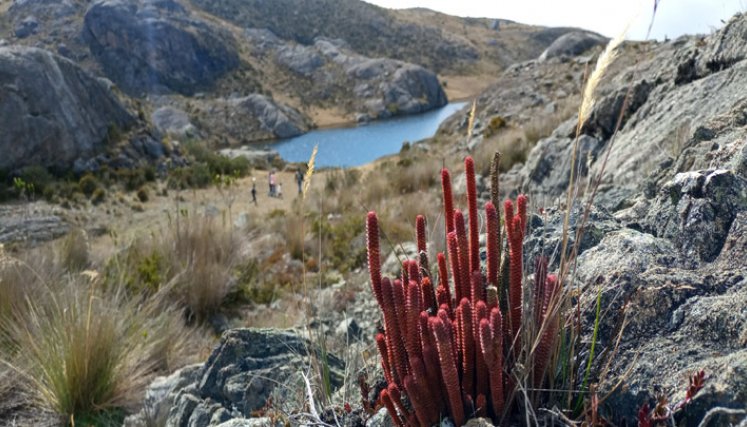Las comunidades están comprometidas en la defensa del páramo de Santurbán. Foto: Roberto Ospino/La Opinión.   