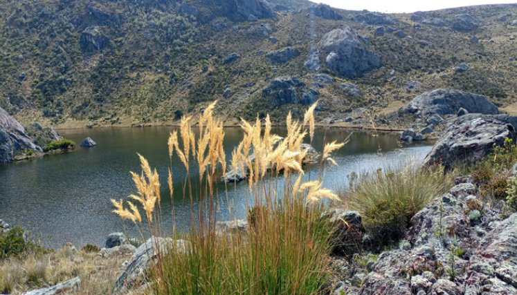 Comunidades piden claridad sobre mesas de concertación de Santurbán Vegetación de alta montaña.