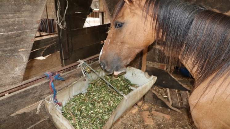 Los animales recogidos son llevados a una pesebrera y sometidos a un tratamiento veterinario.