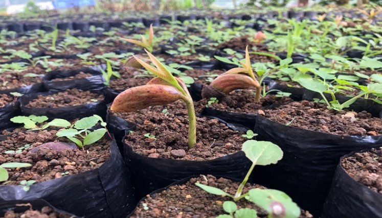 En el vivero El Edén del corregimiento de Buenavista se produce material vegetal.