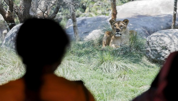 Charly y Sandai, un tigre de Bengala y un orangután de Borneo, ambos en peligro de extinción, fueron vacunados contra el coronavirus. /AFP