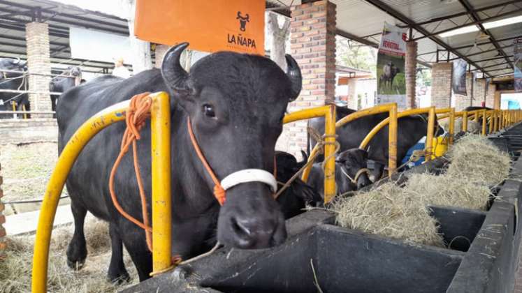 El búfalo está siendo aprovechado para cuatro propósitos: queso, carne, pieles y amistad por ser un punto de encuentro a nivel mundial.