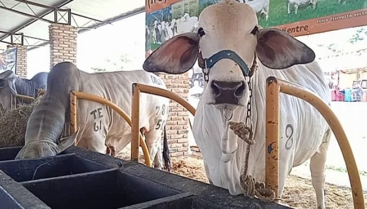 Ganaderos de Venezuela buscan recuperar las fincas expropiadas./Foto cortesía