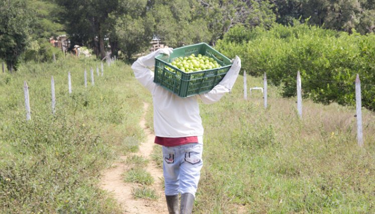 La agricultura es un factor clave para la recuperación sostenible de América Latina y el Caribe. / Foto: Colprensa