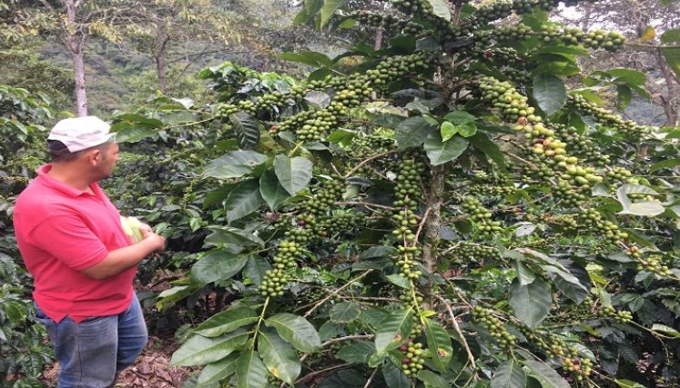 La UFPS, seccional Ocaña coordina con la Cooperativa de Caficultores del Catatumbo la implementación de la ruta del café. / Foto: Cortesía / La Opinión.